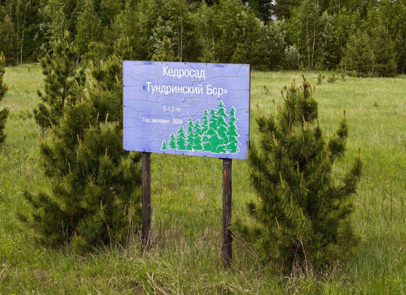 Включение Тундринского Бора в состав лесхоза «Сургутский» 
